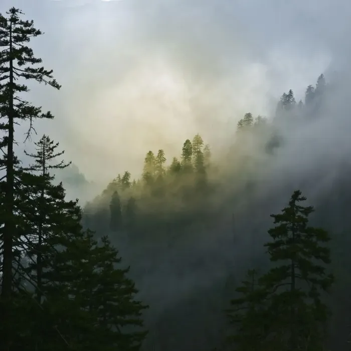 Framed Print : Mountain Clouds at Newfound Gap, Smoky Mountains National Park, Tennessee, USA Framed Print : Mountain Clouds at Newfound Gap, Smoky Mountains National Park, Tennessee, USA