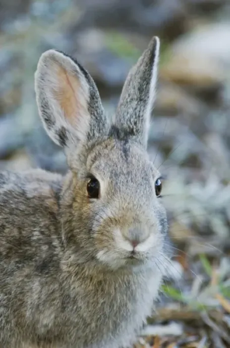 Framed Print : Mountain Cottontail, Sylvilagus nuttalii, adult, Rocky Mountain National Park, Colorado