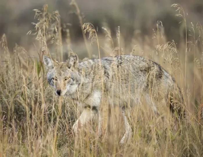 Framed Print : Mountain Coyote, Canis latrans lestes, Grand Teton NP, Wyoming, wild Framed Print : Mountain Coyote, Canis latrans lestes, Grand Teton NP, Wyoming, wild