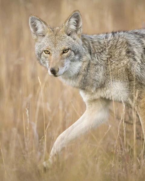 Mountain Coyote, Canis latrans lestes, Grand Teton NP, Wyoming, wild