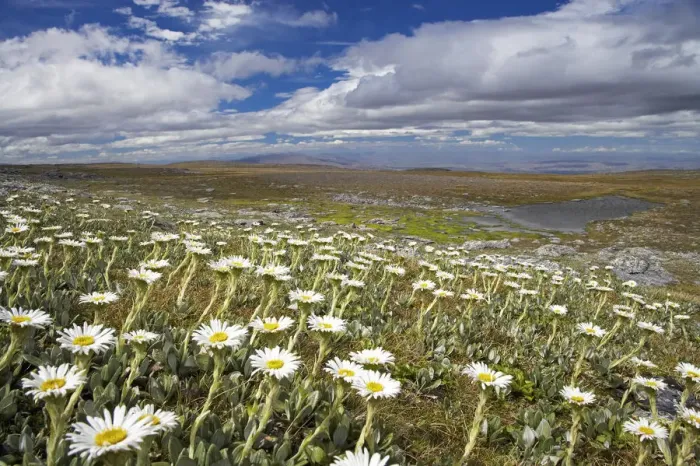 Framed Print : Mountain Daisies, Old Woman Conservation Area, Central Otago, South Island, New Zealand Framed Print : Mountain Daisies, Old Woman Conservation Area, Central Otago, South Island, New Zealand