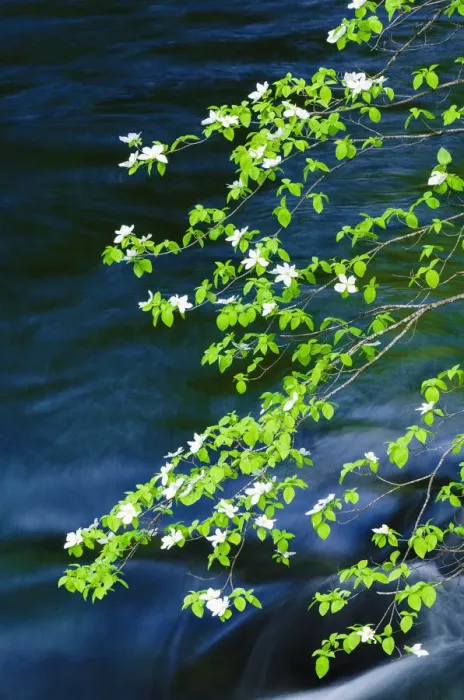 Framed Print : Mountain Dogwood (Cornus nuttallii) above the Merced River, Yosemite National Park, California, USA Framed Print : Mountain Dogwood (Cornus nuttallii) above the Merced River, Yosemite National Park, California, USA