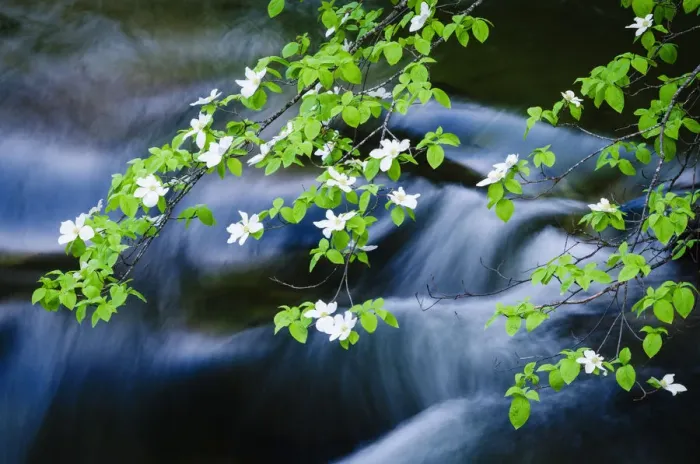 Framed Print : Mountain Dogwood (Cornus nuttallii) above the Merced River, Yosemite National Park, California, USA Framed Print : Mountain Dogwood (Cornus nuttallii) above the Merced River, Yosemite National Park, California, USA