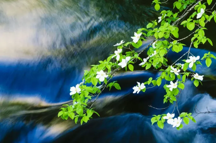 Framed Print : Mountain Dogwood (Cornus nuttallii) above the Merced River, Yosemite National Park, California, USA