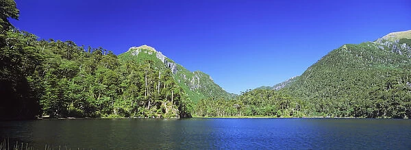 Mountain Forest with Monkey Puzzle Trees and Southern beeches with lake... Huerquehue National Park