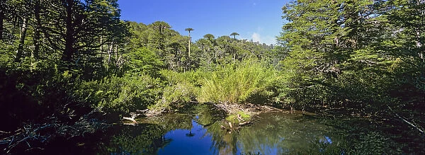 Mountain Forest with Monkey Puzzle Trees and Southern beeches with lake... Huerquehue National Park