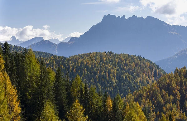 Mountain forest in Val di San Pellegrino in in the dolomites of Trentino, Italy