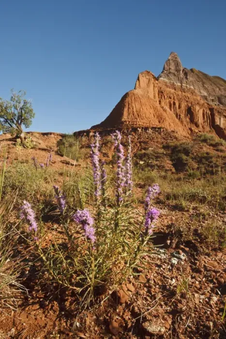 Framed Print : Mountain and Gayfeather (Liatris sp. ) in Palo Duro Canyon State Park, Texas