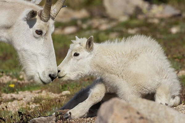 Mountain Goat Adult Greets Youngster