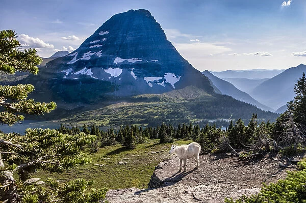 Mountain Goat in front of Bearhat Mountain and Hidden Lake. Glacier National Park