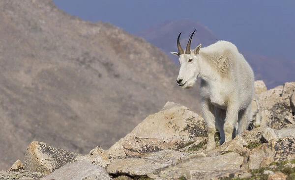 Mountain goat billy