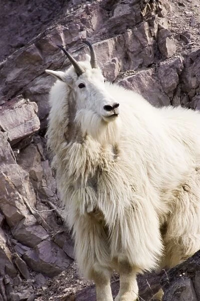 Mountain goat billy at the Goat Lick in Glacier National Park in Montana