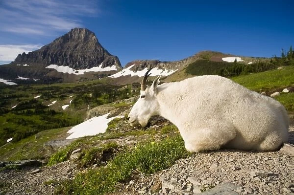 Mountain Goat Billy rests at Logan Pass in Glacier National Park in Montana