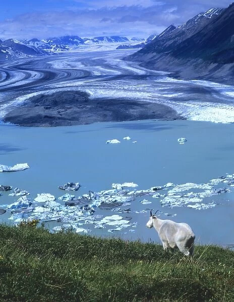 Mountain Goat Billy(Oreamnos Americanus), Lowell Lake and Glacier in distance, Kluane National Park