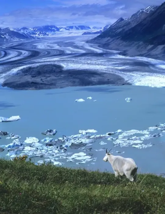 Framed Print : Mountain Goat Billy(Oreamnos Americanus), Lowell Lake and Glacier in distance, Kluane National Park Framed Print : Mountain Goat Billy(Oreamnos Americanus), Lowell Lake and Glacier in distance, Kluane National Park