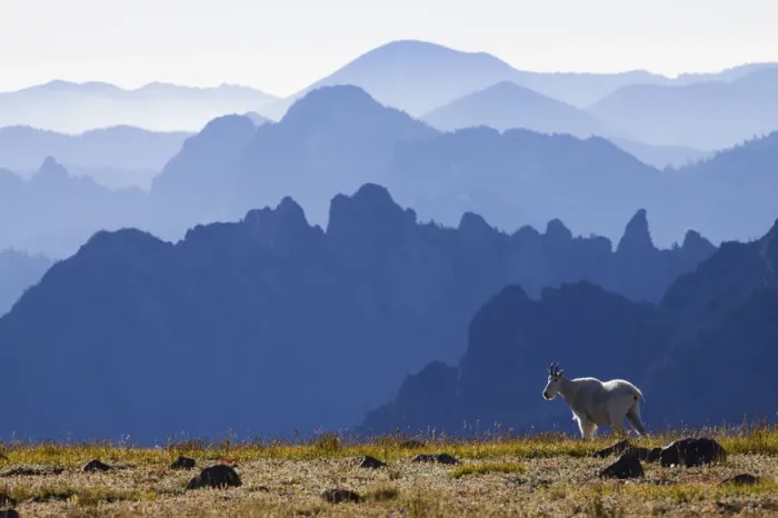 Framed Print : Mountain Goat; Cascade Mountain Range