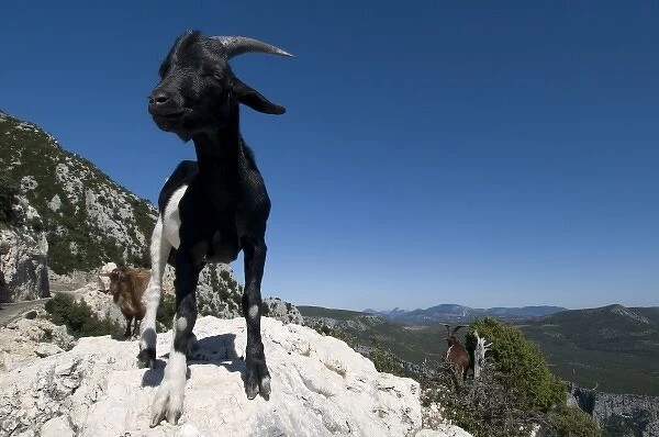 Mountain goat, Gorges du Verdon, Provence, France