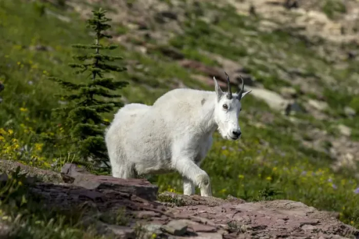 Framed Print : Mountain Goat on the Hillside. Glacier National Park. Montana. USA Framed Print : Mountain Goat on the Hillside. Glacier National Park. Montana. USA