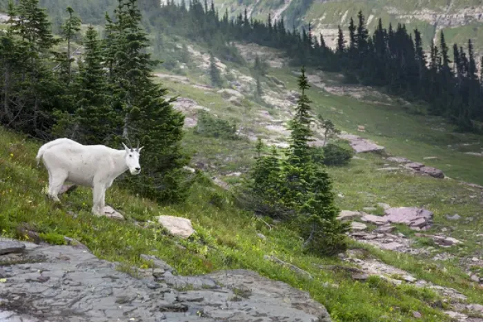 Framed Print : Mountain Goat on the Hillside. Glacier National Park. Montana. USA Framed Print : Mountain Goat on the Hillside. Glacier National Park. Montana. USA