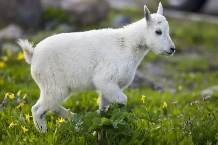 Framed Print : Mountain goat kid at Logan Pass in Glacier National Park in Montana Framed Print : Mountain goat kid at Logan Pass in Glacier National Park in Montana