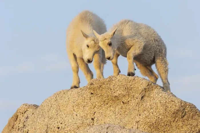 Framed Print : Mountain goat kids playing Framed Print : Mountain goat kids playing