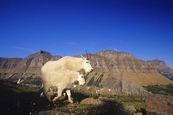 Mountain goat nanny and juvenile along Logan Pass in Glacier National Park in Montana