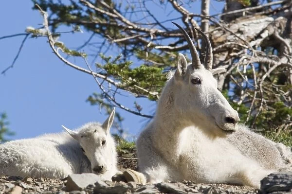 Mountain goat nanny with kid in Glacier National Park in Montana