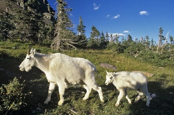 Mountain goat nanny and kid at Logan Pass in Glacier National Park in Montana