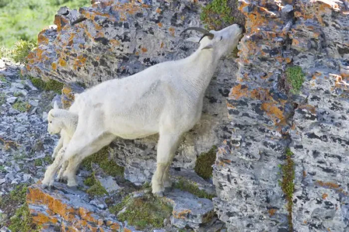 Framed Print : Mountain Goat Nanny and Kid, Oreamnos Americanus, Mount Timpanogas Wilderness, Uinta-Wasatch-Cache Framed Print : Mountain Goat Nanny and Kid, Oreamnos Americanus, Mount Timpanogas Wilderness, Uinta-Wasatch-Cache