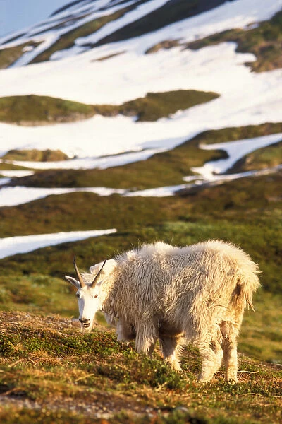 mountain goat, Oreamnos americanus, female grazing on a hillside off Exit Glacier