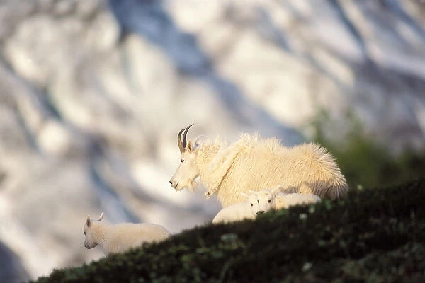 mountain goat, Oreamnos americanus, female with young kids rest on a hillside off Exit Glacier