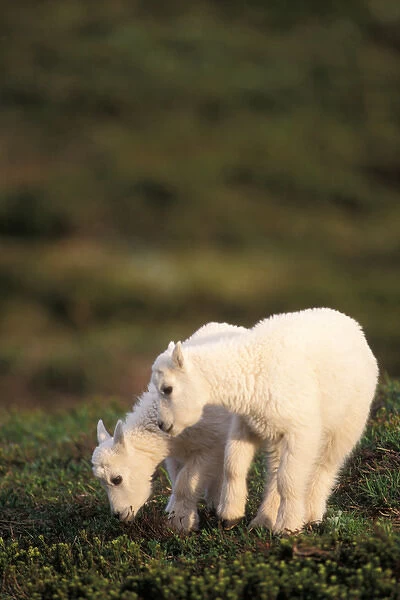 mountain goat, Oreamnos americanus, kids graze on a hillside off Exit Glacier, Kenai