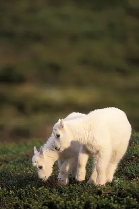 Framed Print : mountain goat, Oreamnos americanus, kids graze on a hillside off Exit Glacier, Kenai