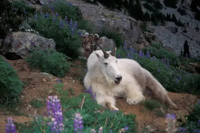 Framed Print : mountain goat, Oreamnos americanus, male resting in lupine on a hillside, Olympic National Park Framed Print : mountain goat, Oreamnos americanus, male resting in lupine on a hillside, Olympic National Park