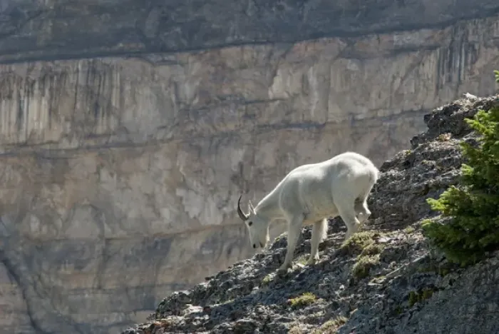 Framed Print : Mountain Goat, Oreamnos Americanus, on rocky ledge, Mount Timpanogas Wilderness Framed Print : Mountain Goat, Oreamnos Americanus, on rocky ledge, Mount Timpanogas Wilderness