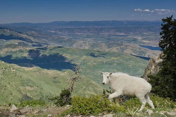 Mountain Goat, Oreamnos Americanus, Mount Timpanogas Wilderness, Uinta-Wasatch-Cache