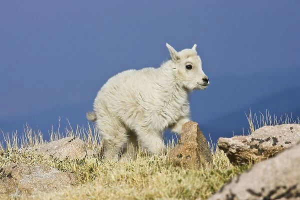 Mountain Goat (Oreamnos americanus) kid or baby frolicing on grass and rock at almost 14