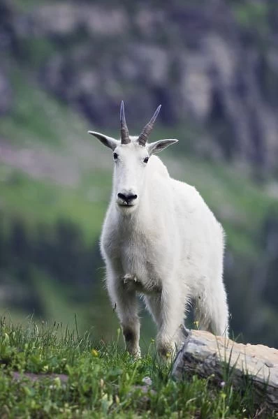 Mountain Goat, Oreamnos americanus, adult with summer coat, Glacier National Park