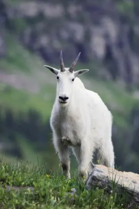 Framed Print : Mountain Goat, Oreamnos americanus, adult with summer coat, Glacier National Park Framed Print : Mountain Goat, Oreamnos americanus, adult with summer coat, Glacier National Park