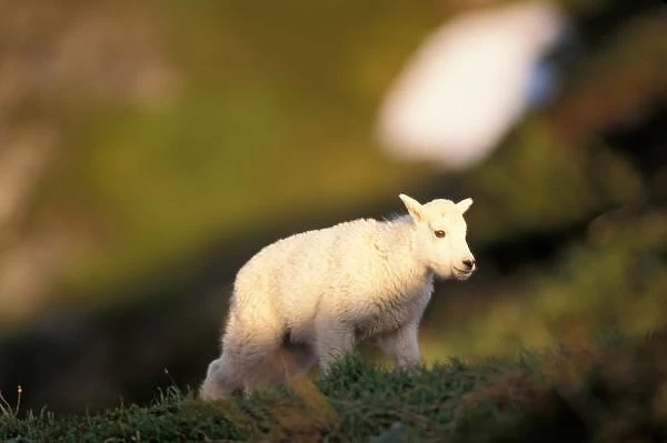 mountain goat, Oreamnos americanus, kid on a hillside off Exit Glacier, Kenai Fjords National Park