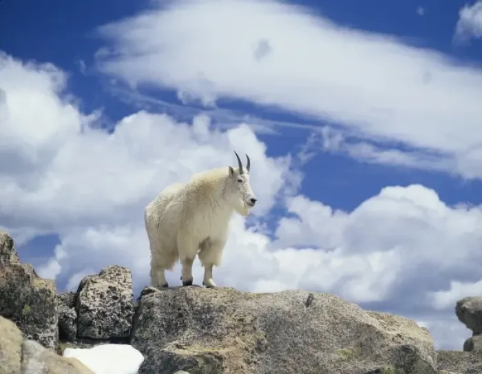 Framed Print : Mountain Goat (Oreamnos Americanus), On Rocky Crag, The Clear Creek Ranger District