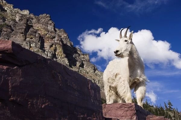 Mountain Goat, Oreamnos americanus, adult shedding winter coat, Glacier National Park