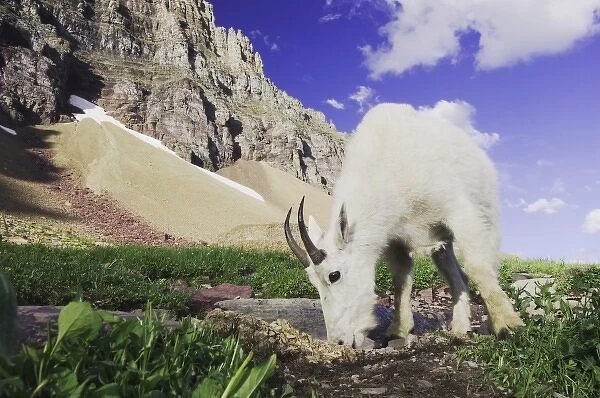 Mountain Goat, Oreamnos americanus, adult with summer coat licking minerals, Glacier National Park