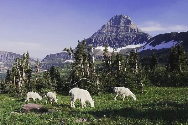 Mountain Goat, Oreamnos americanus, adults with young eating, Mount Reynolds in Background