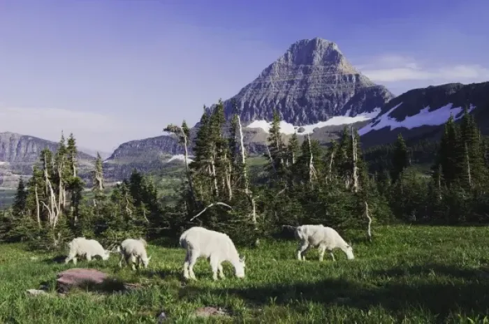 Framed Print : Mountain Goat, Oreamnos americanus, adults with young eating, Mount Reynolds in Background Framed Print : Mountain Goat, Oreamnos americanus, adults with young eating, Mount Reynolds in Background