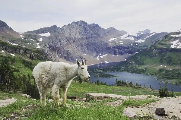 Mountain Goat, Oreamnos americanus, Juvenile shedding winter coat over Hidden Lake