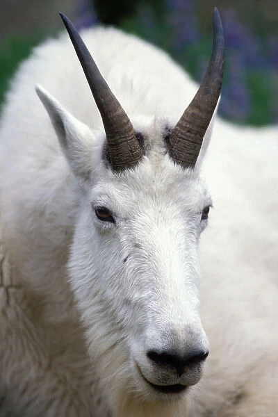 mountain goat, Oreamnos americanus, billy goat, up close in Olympic National Park