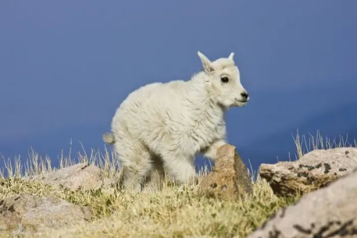 Framed Print : Mountain Goat (Oreamnos americanus) kid or baby frolicing on grass and rock at almost 14