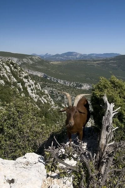 Mountain goat overlooking the Gorges du Verdon, Provence, France