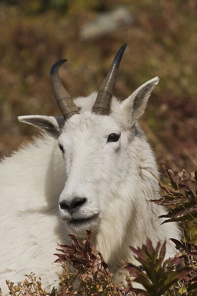 Mountain Goat Portrait